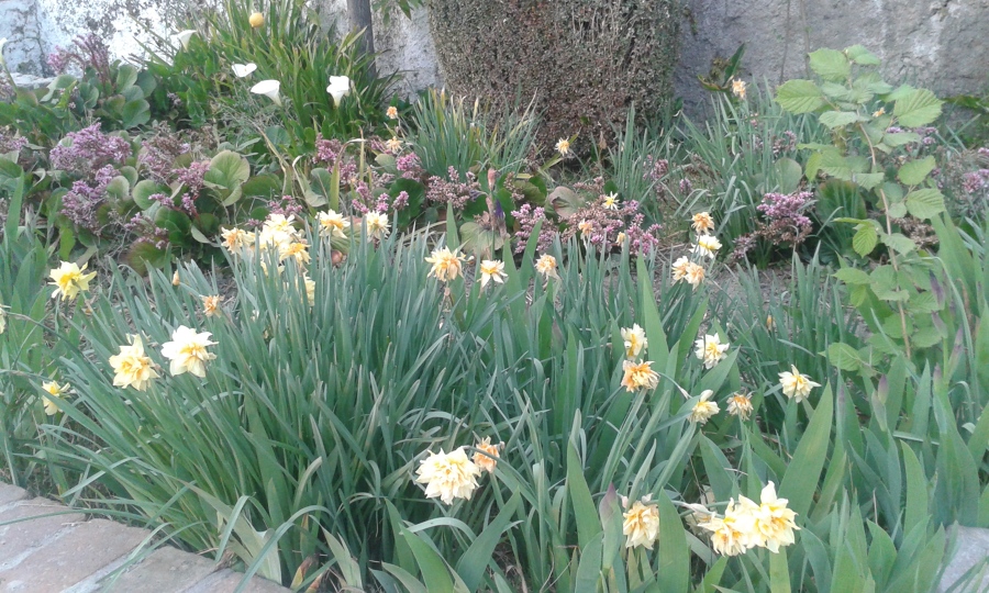 narcisos