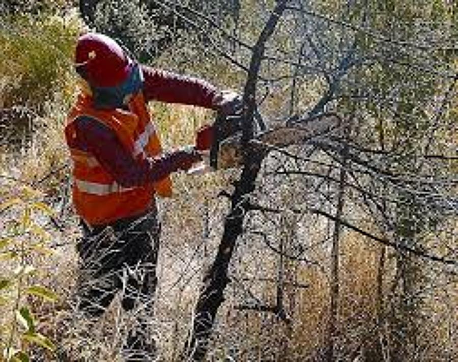 Limpiezas Forestales