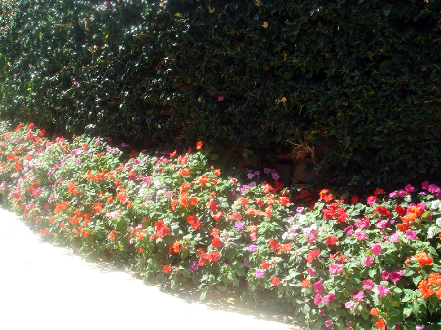 Nos gusta las flores aromaticas y jugar con colores