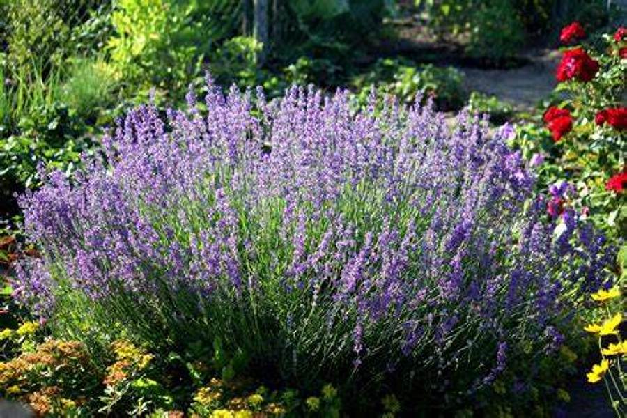 lavanda