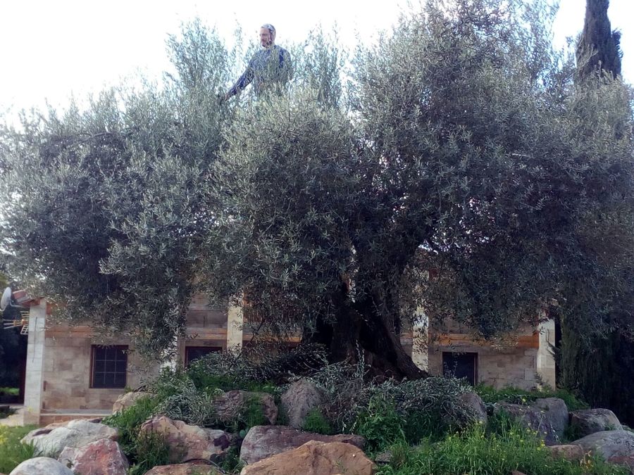 Poda de olivas centenarias