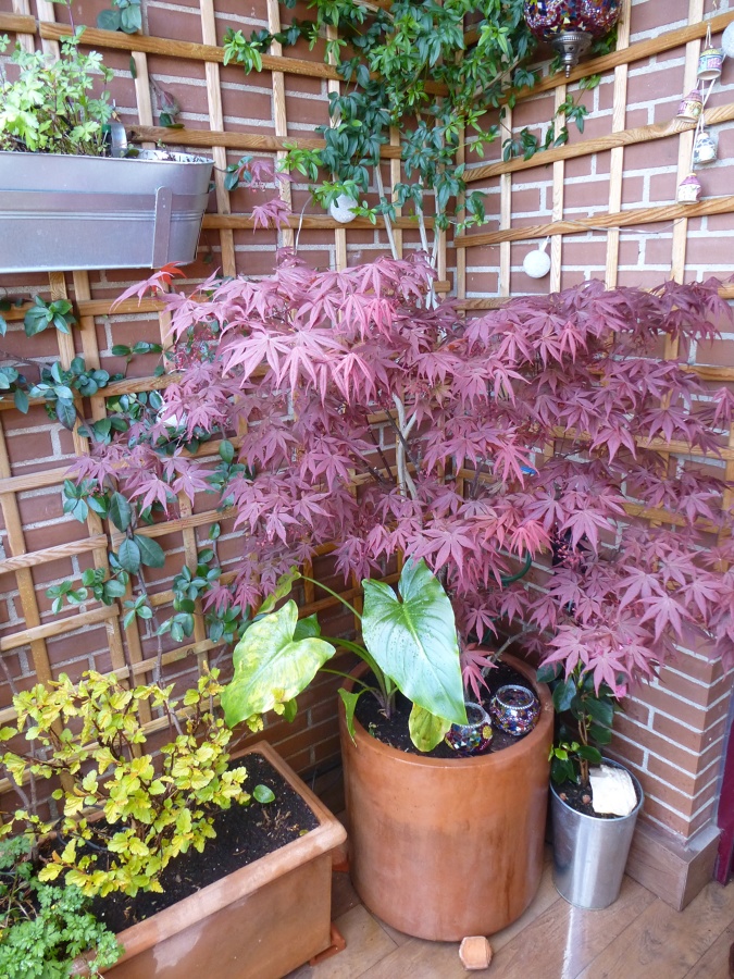 arce japonés terraza