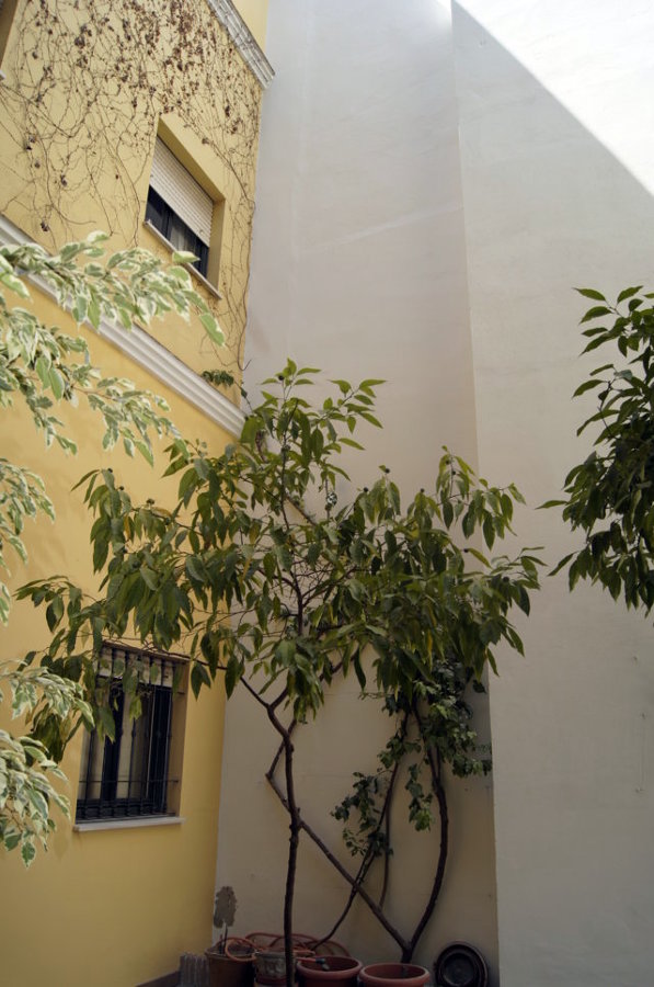 Patio trasero calle San Vicente