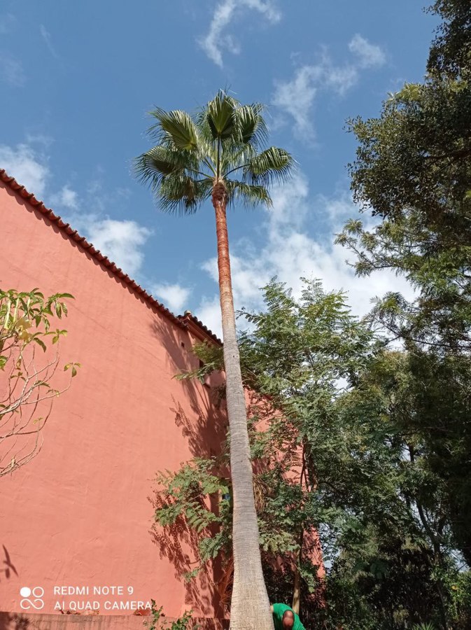 Puesta a punto jardín