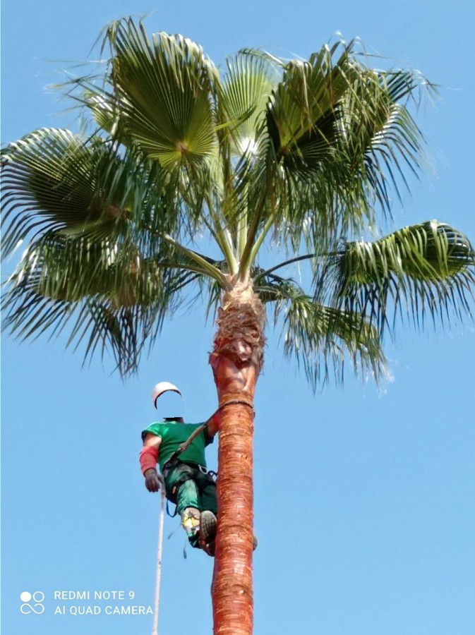 Puesta a punto jardín