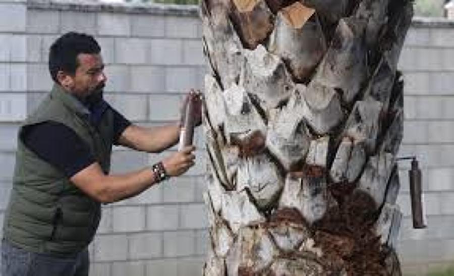 Tratamiento de plagas