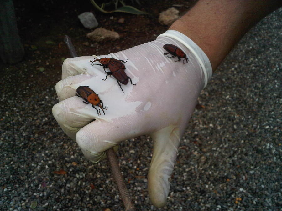 Tratamiento de plagas