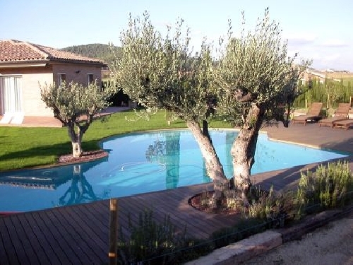 Piscina muy chula con sus oliveras al lado de la piscina.