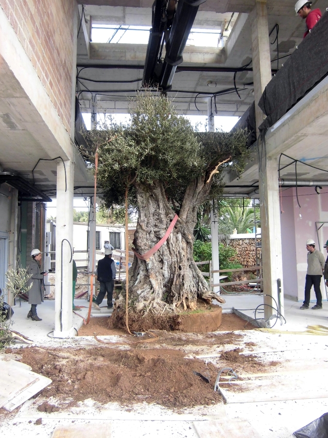 plantaccion de olivo