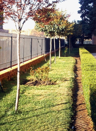Plantación de Arbolada