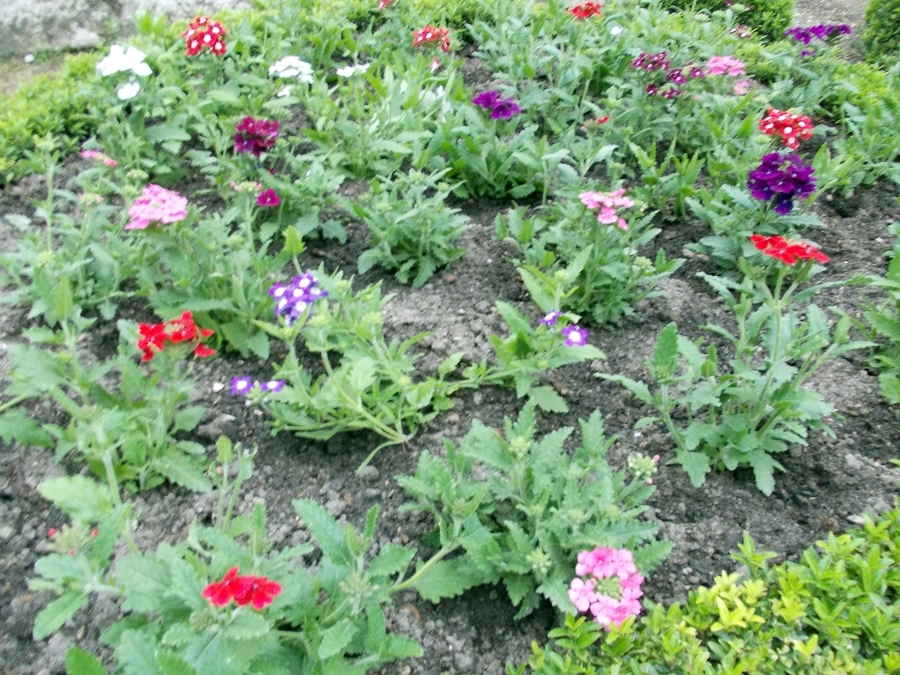 Plantación de flores