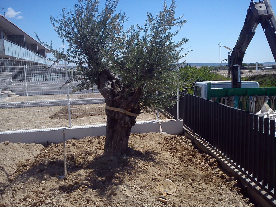 Plantación de olivo milenario