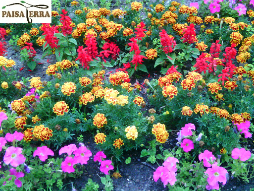 Plantaciones de flores de temporada