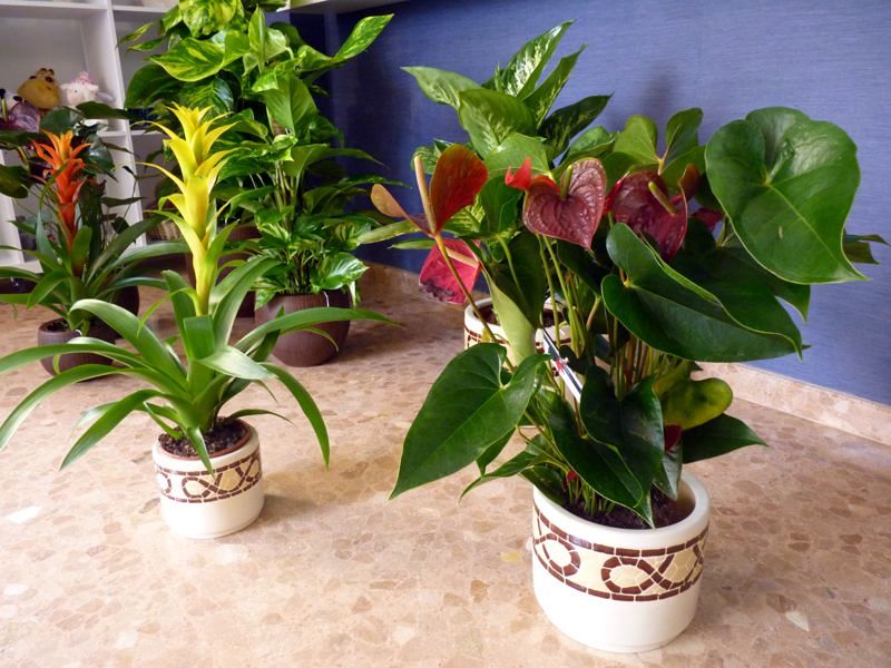 plantas ornamentales 