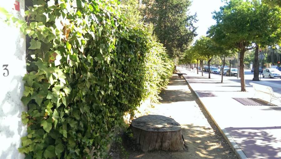 PODA YEDRA CÁDIZ INICIO