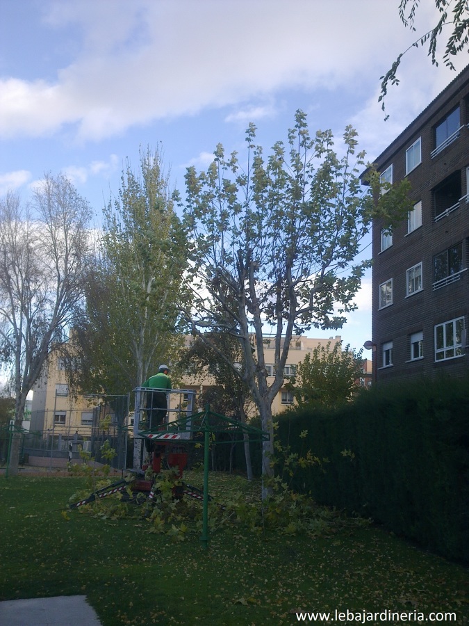 Poda de arbolado en piscina comunitaria