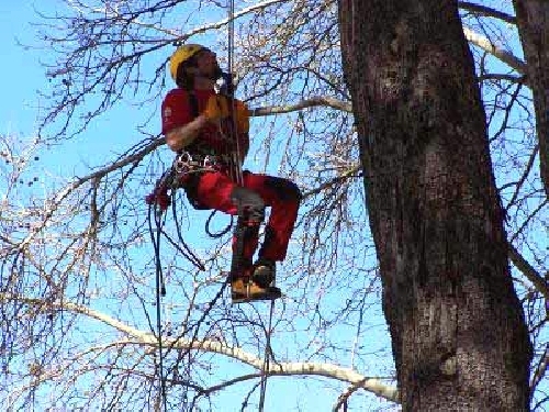 Poda de grandes ejemplares y tala controlada