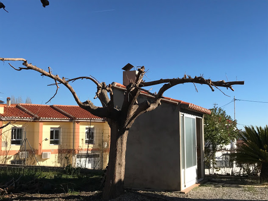 Poda de arboles expansiva