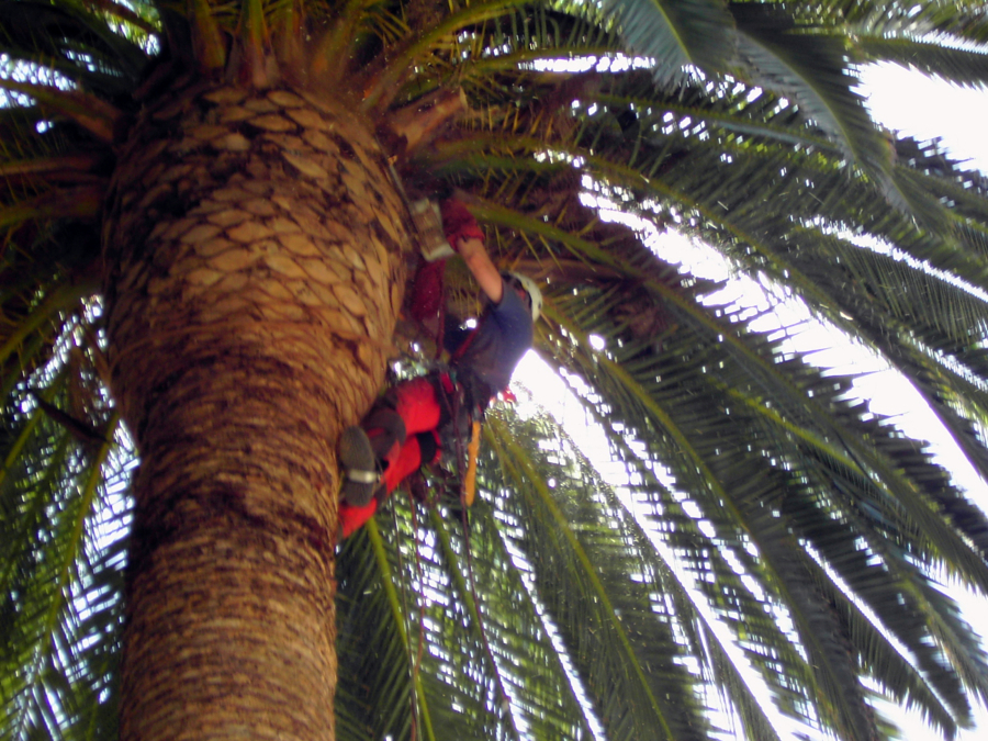 PODA DE PALMERAS EN TALAVERA DE LA REINA