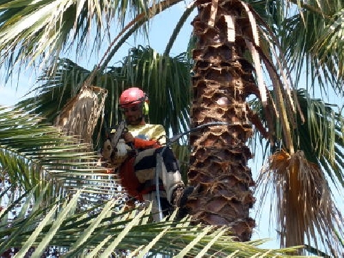 Poda de palmeras