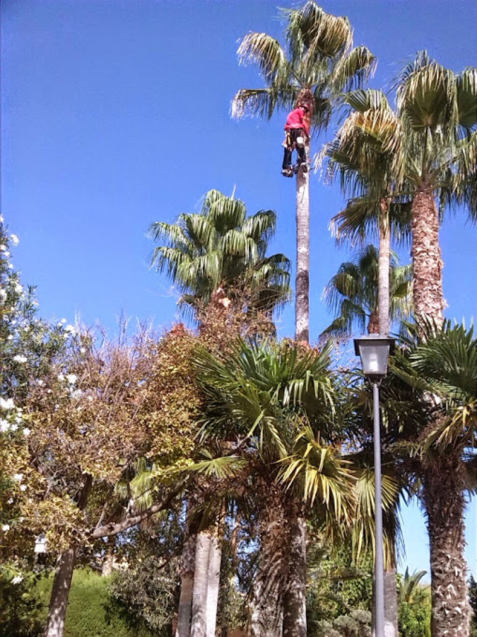 Poda de Palmeras