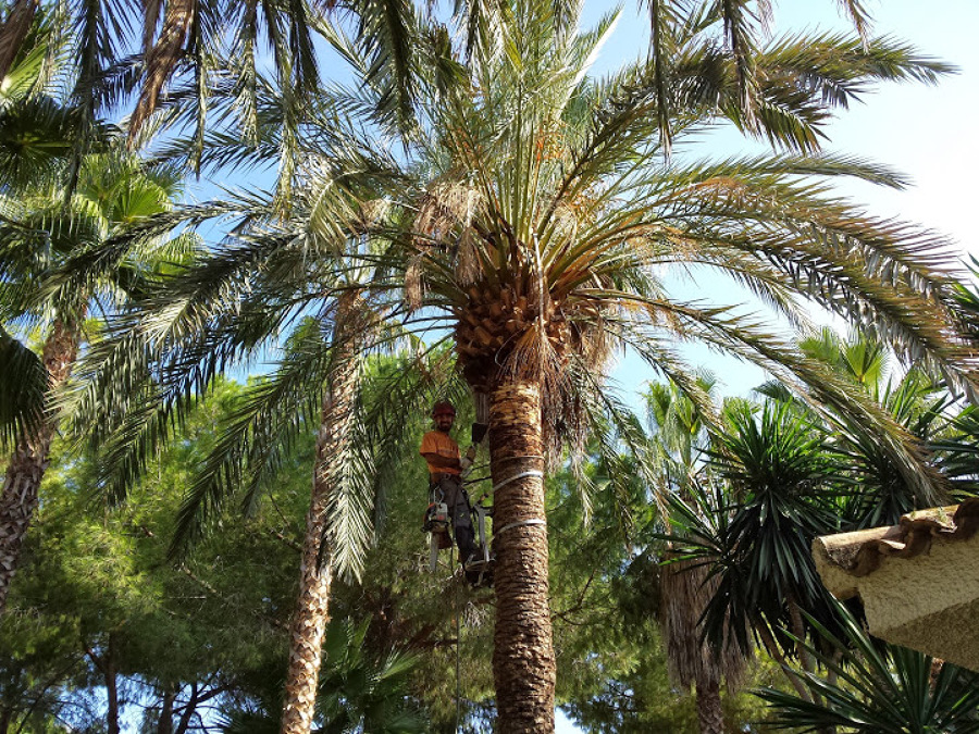 Poda de palmeras