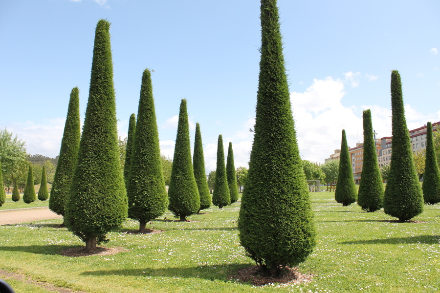 Poda de perennnes, cipreses, tuyas, pinos,...