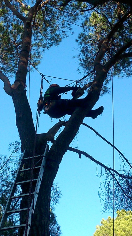 poda de pinos piñoneros en altura