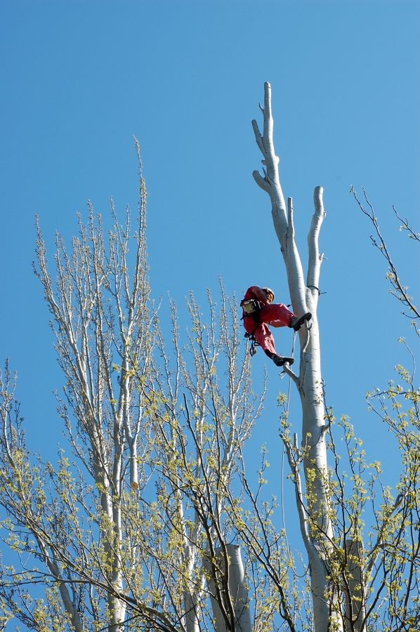 Poda de seguridad en chopos grandes