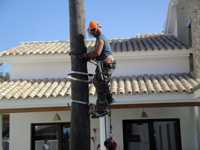 Poda de todo tipo de arboles