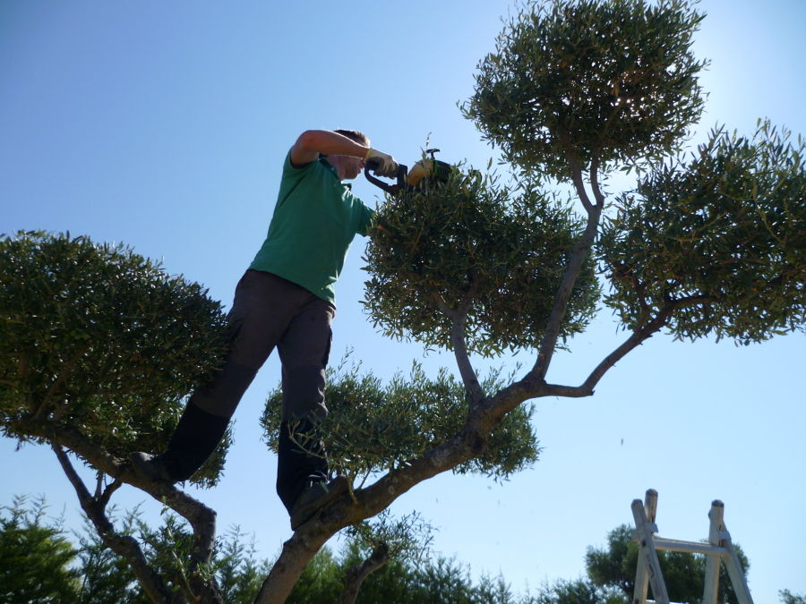 poda olivo estilo bonsài