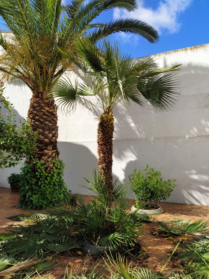 Poda palmera