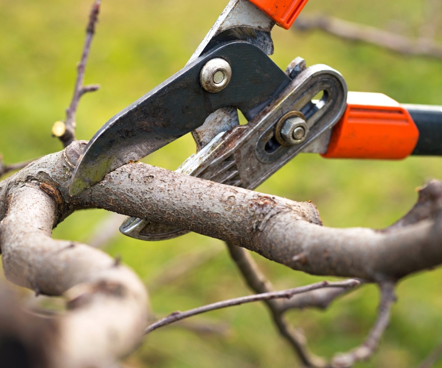 Poda i cura d'arbres fruiters i ornamentals