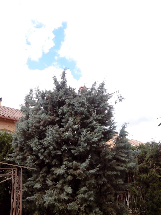 Poda y perfilado Ciprés de 9m. 4