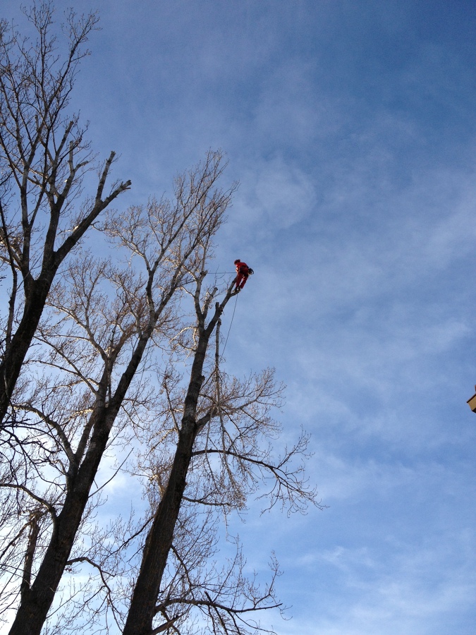 Poda y tala en Segovia