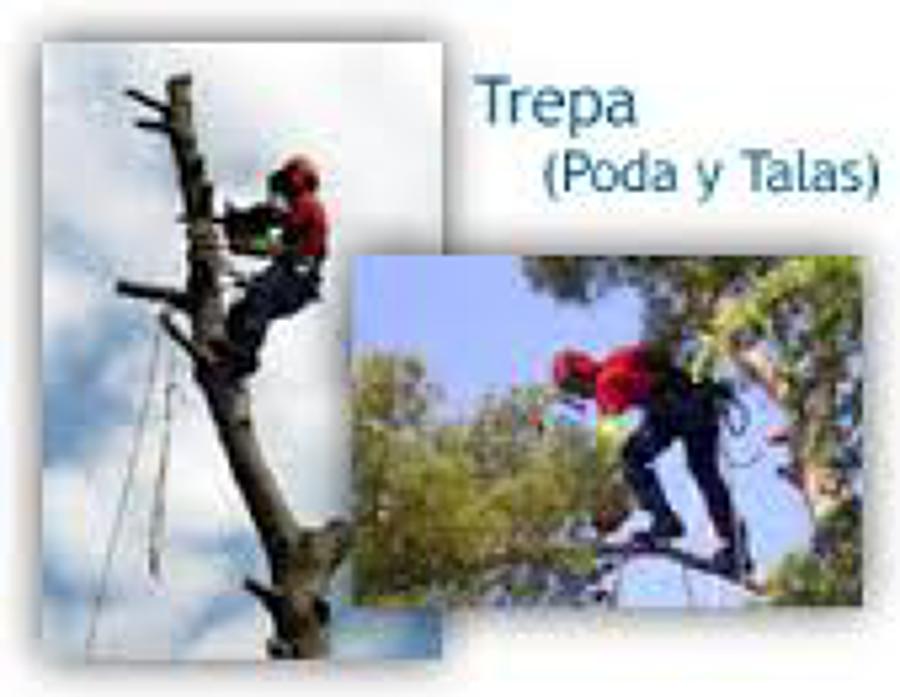podas y talas con tecnica de trepa