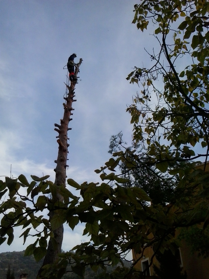 Podas y talas en altura