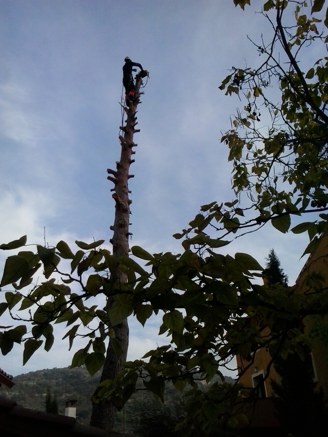 Podas y talas en altura