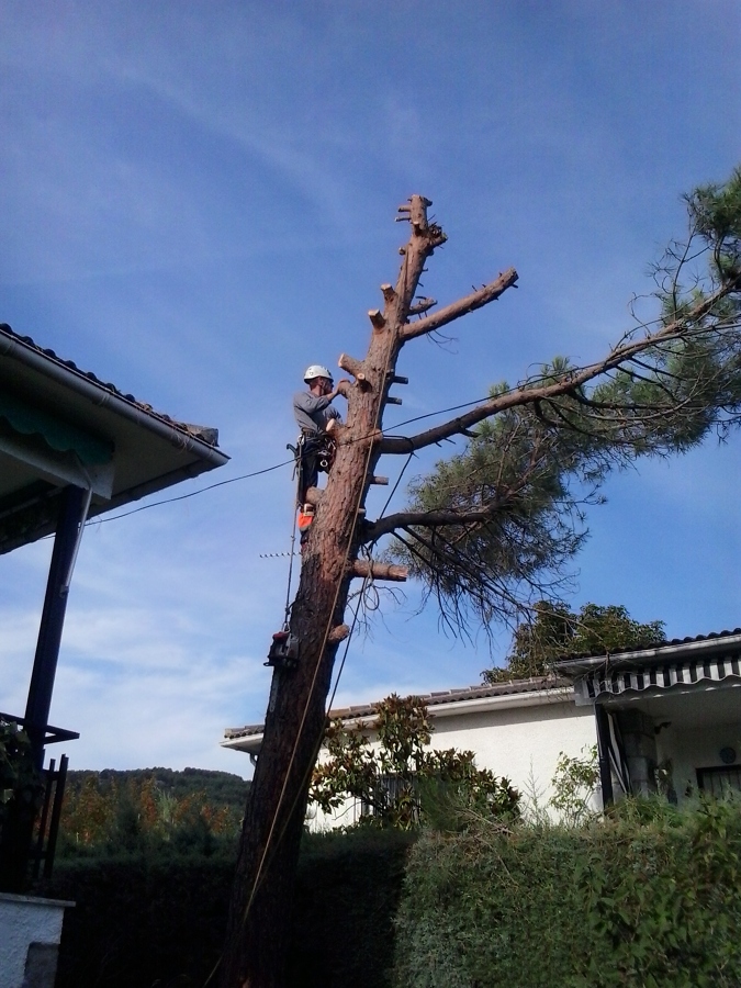 Podas y talas en altura