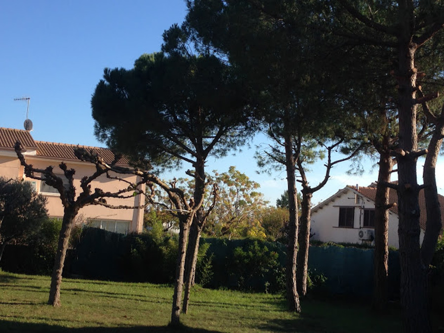 Poda y cuidado de arboles