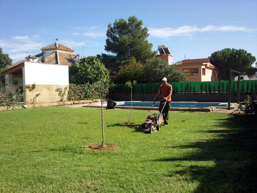 Pradera de cesped con semilla-3