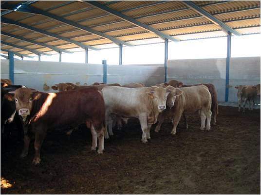 Proyecto de cebadero de terneros