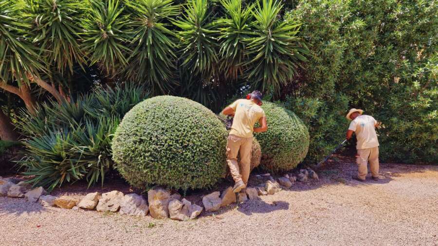 Poda de Setos