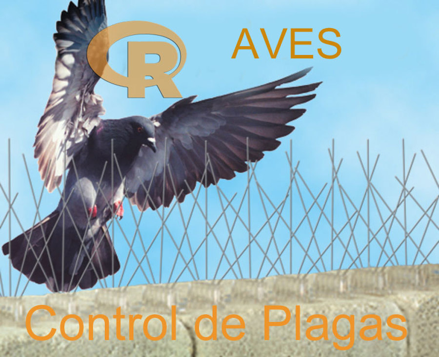 Radica Control de Plagas