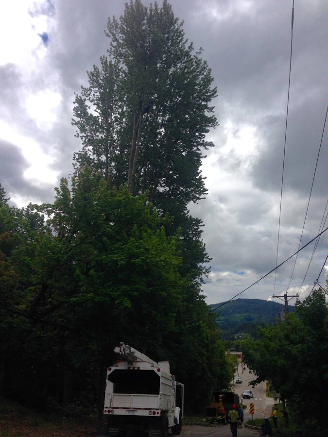 Tala de árboles