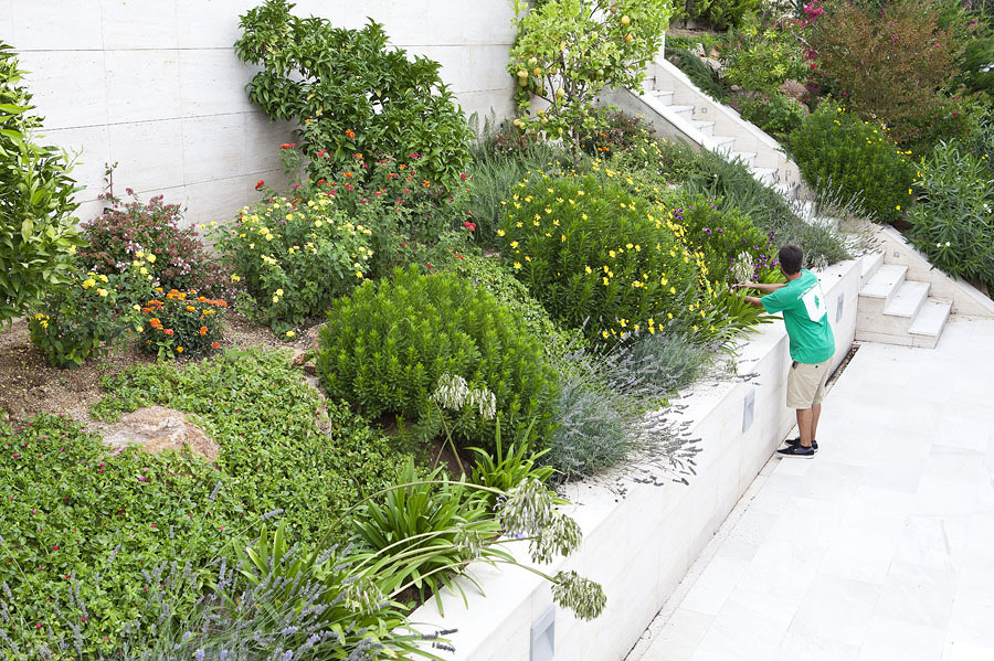Rocalla con planta aromática