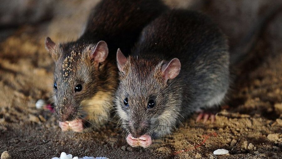 Roedores (Rattus rattus / Rattus norvegicus / Mus musculus)