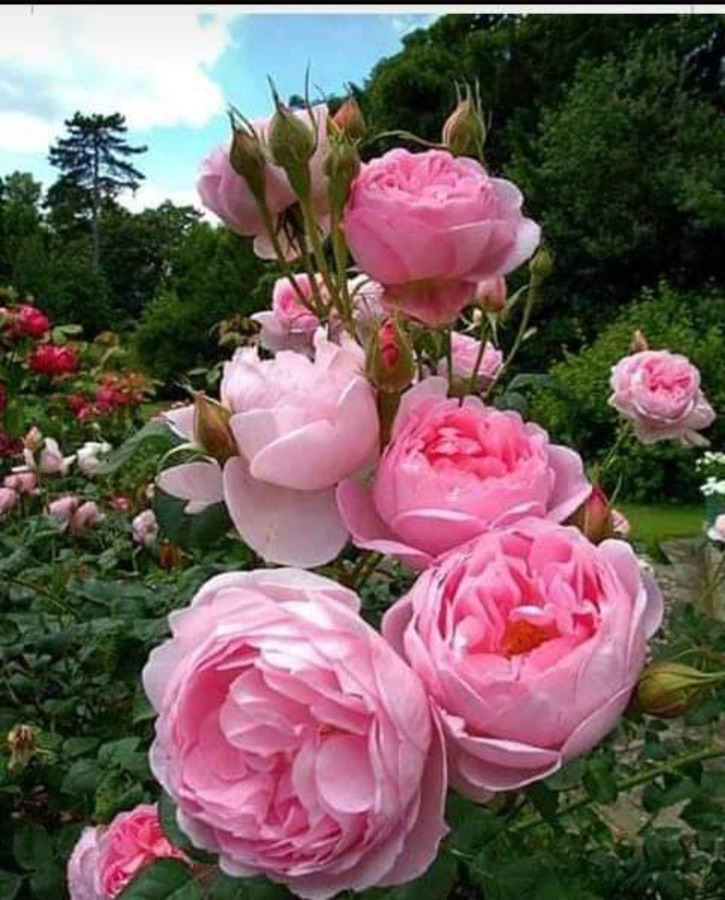 Jardinería y multiservicios s.l