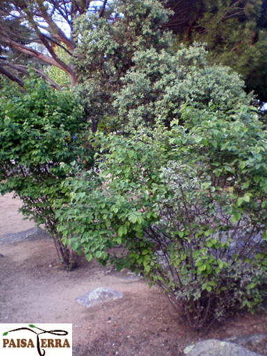 Selección de la especie idónea