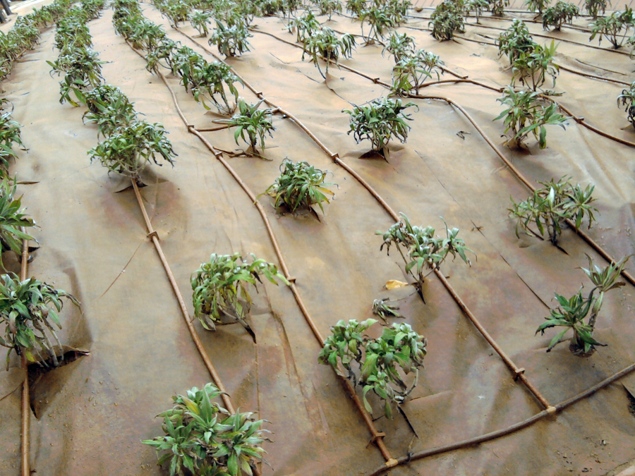 SERVICIOS DE JARDINERÍA.es
